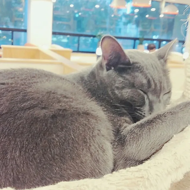 부카