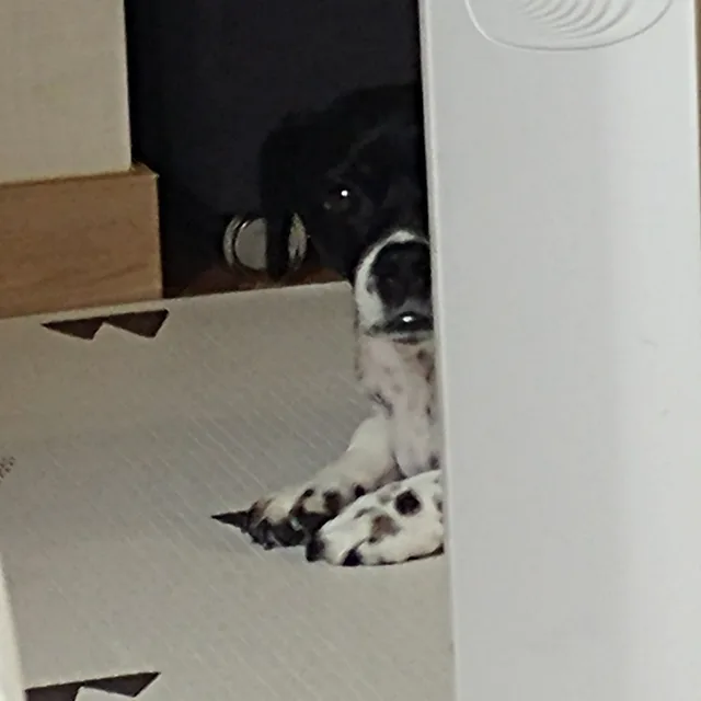 nyang