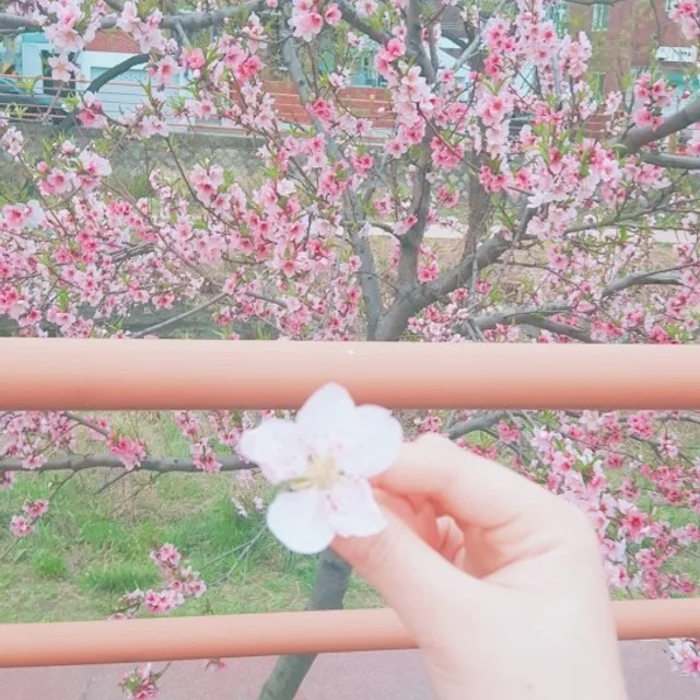 우뎅바라기