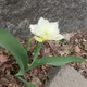 소라