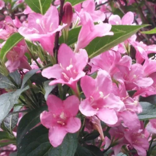 바람개비
