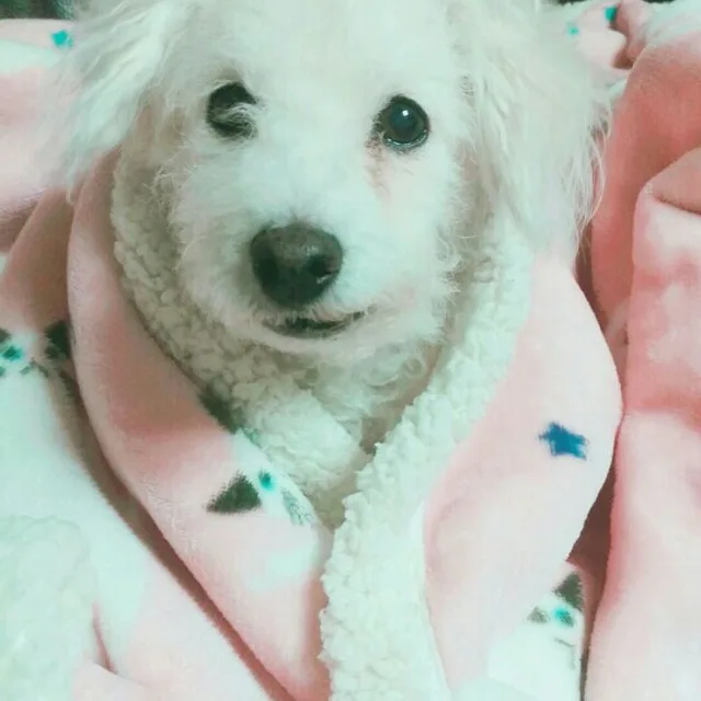 당근조아