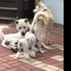 튼튼이