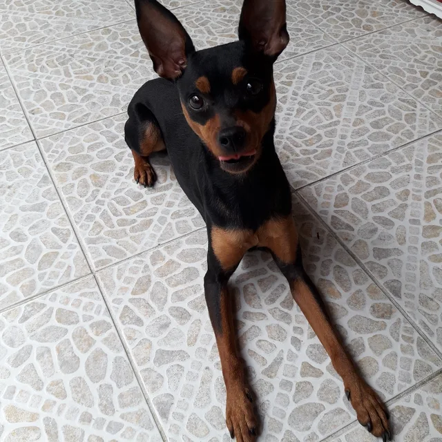 jojal
