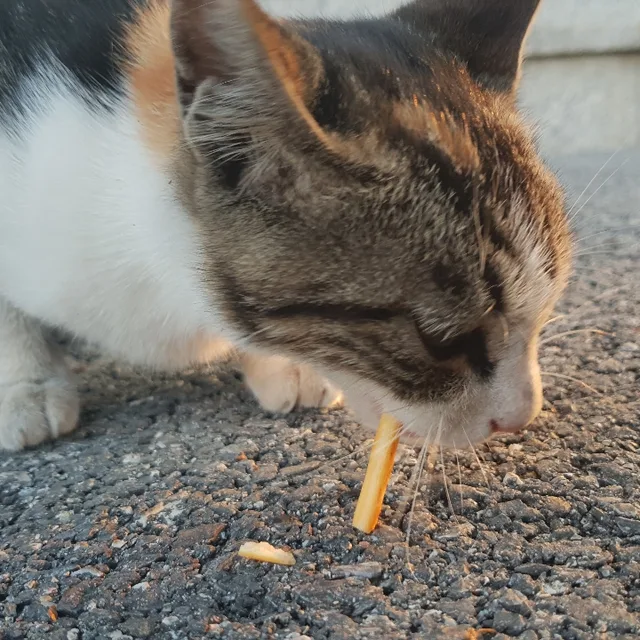 챱챱