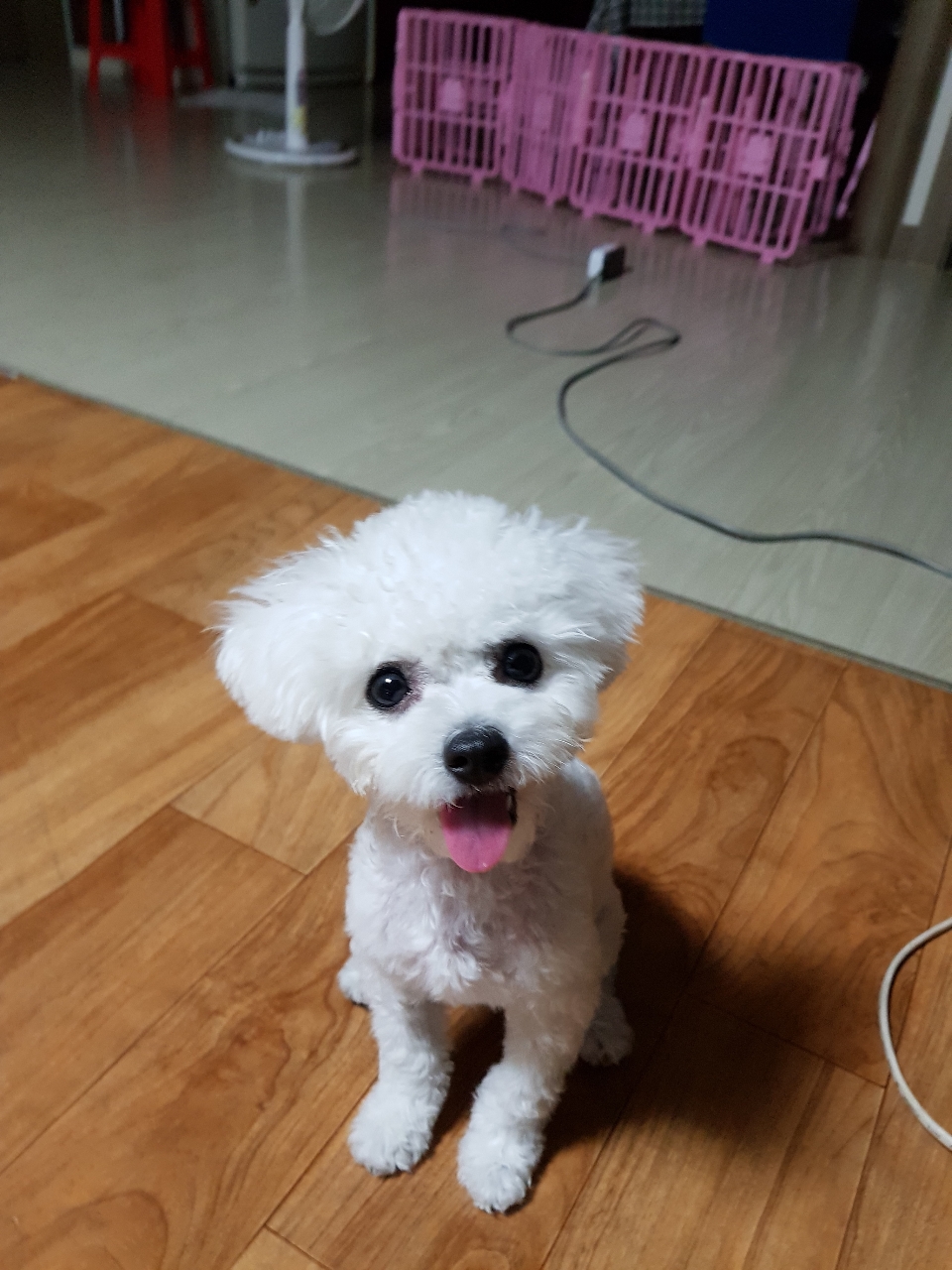 여름호랑이