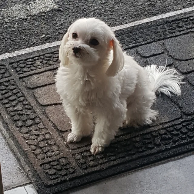은비네