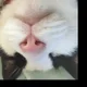 하늘냥