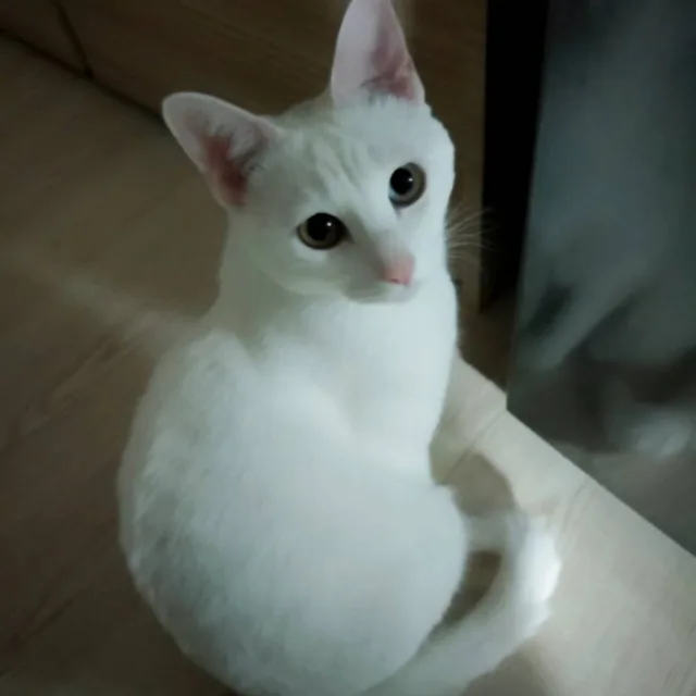 치즈냥