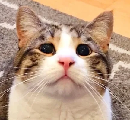 토끼도끼