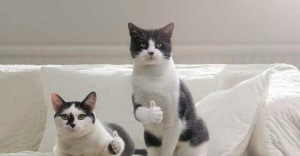 따봉
