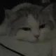 보리