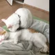 고양이아빠곰