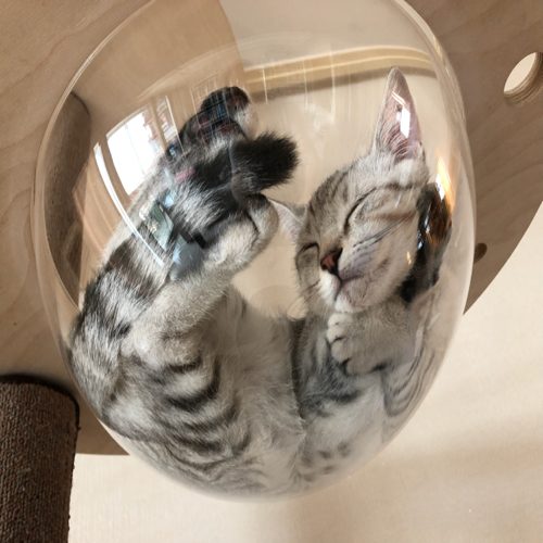다니맘