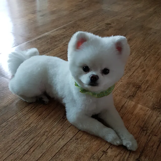 봄봄이