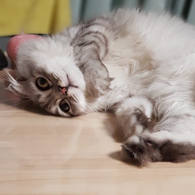 설이