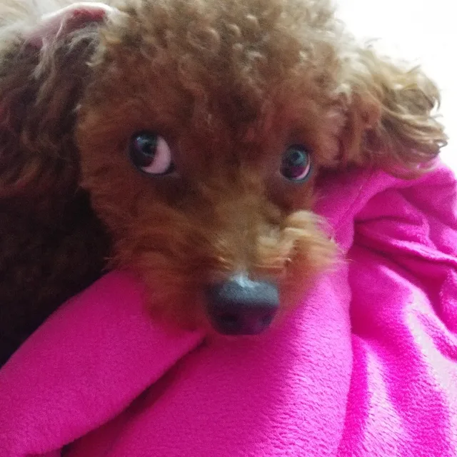 나이수숑숑