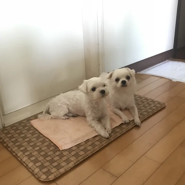 쟈스민향기