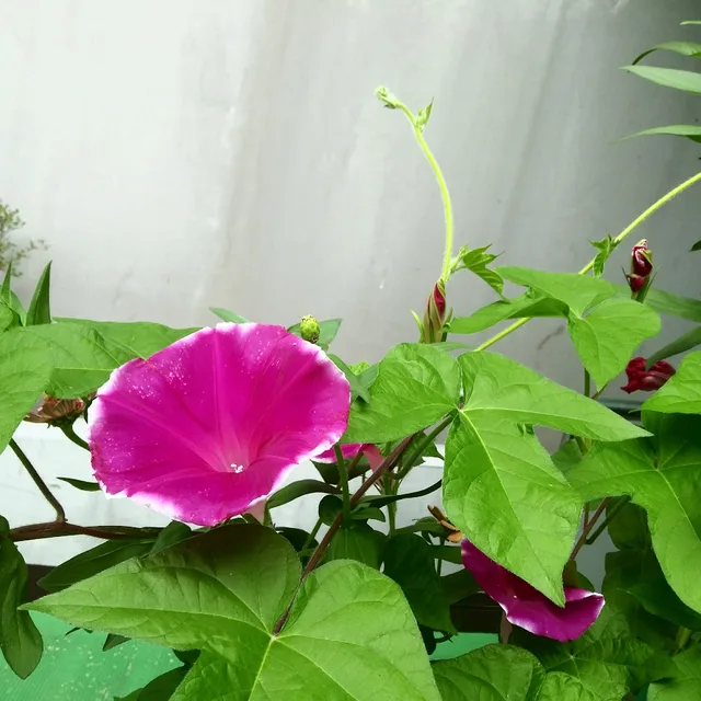 파나마