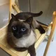 농농
