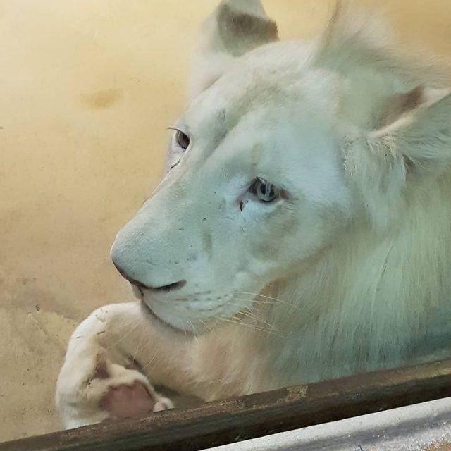 토끼딸