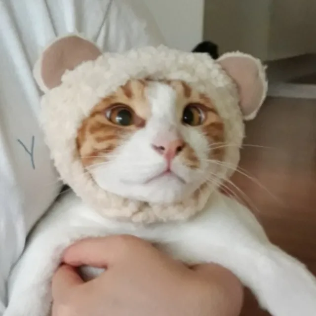 양이