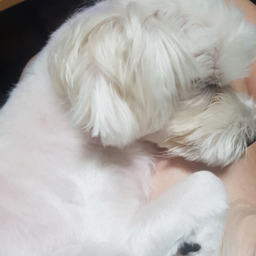 꼬옹주