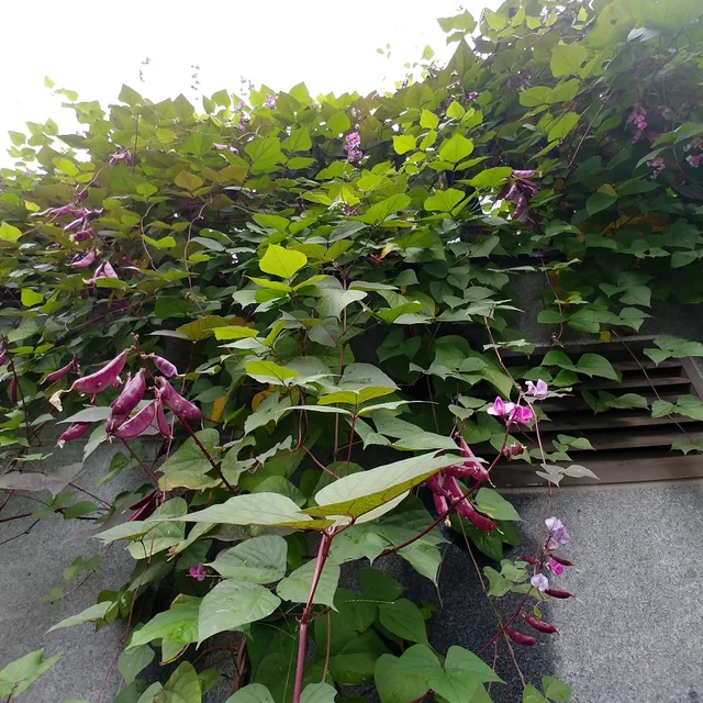 좋은날