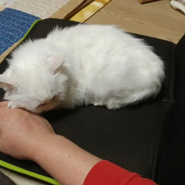 후니