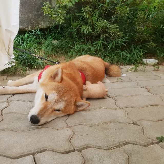 러블리코코