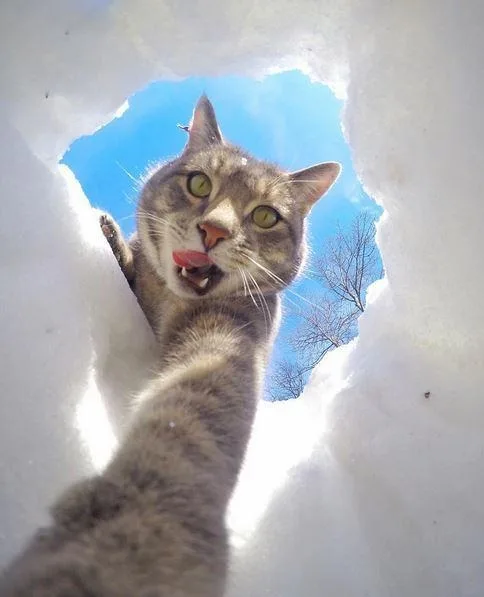 이율