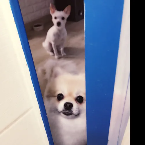 꾸꾸