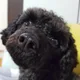 용이