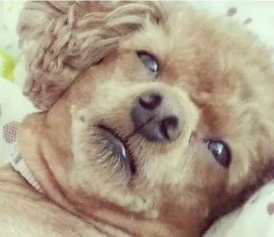 멍멍멍