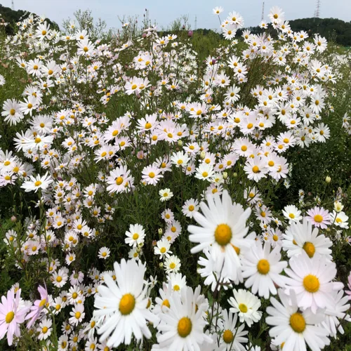 꿈꾸는엘리
