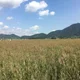 파란하늘파란하늘꿈