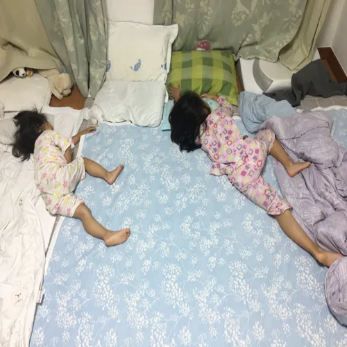 나무늘보
