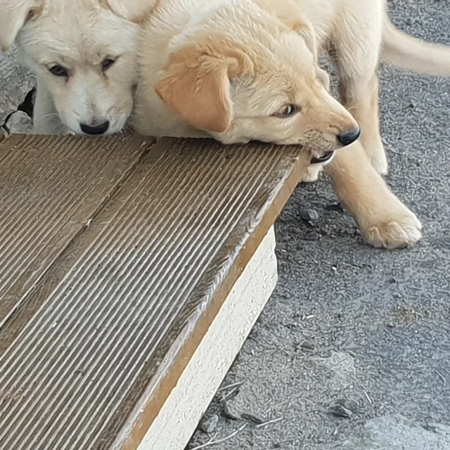 윌리암