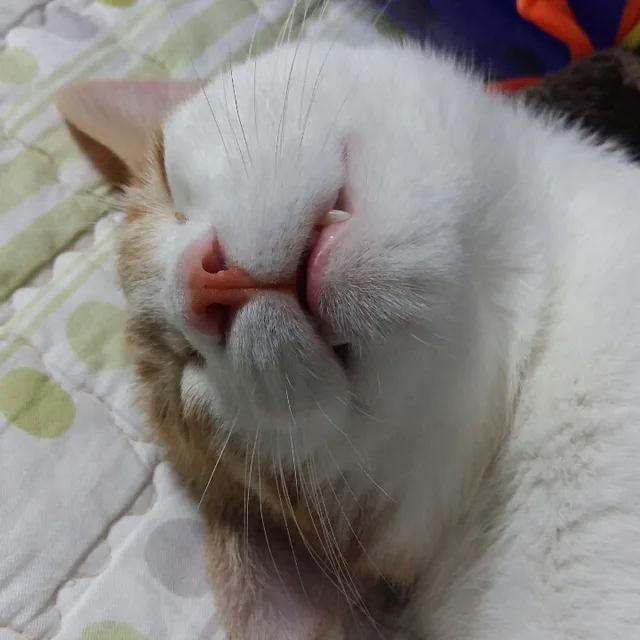 은동이네