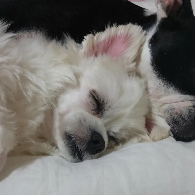 가을잉