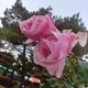 나준맘