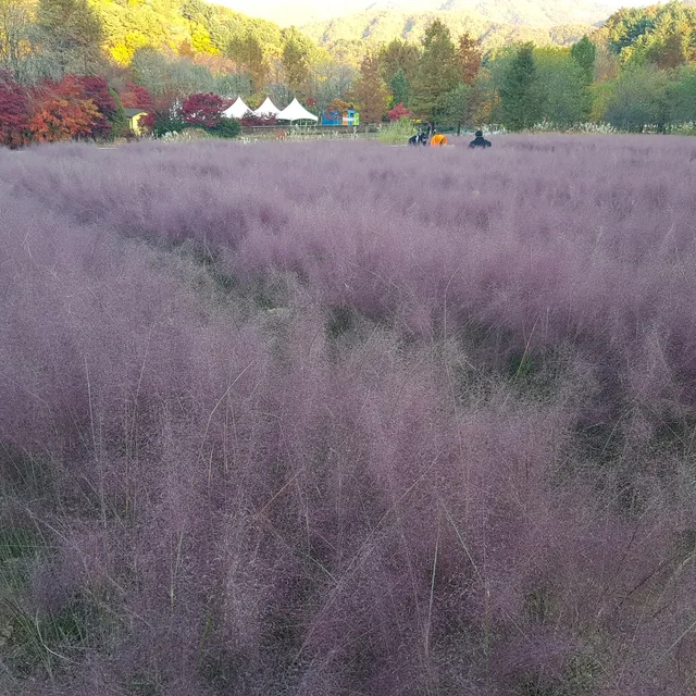 둘리