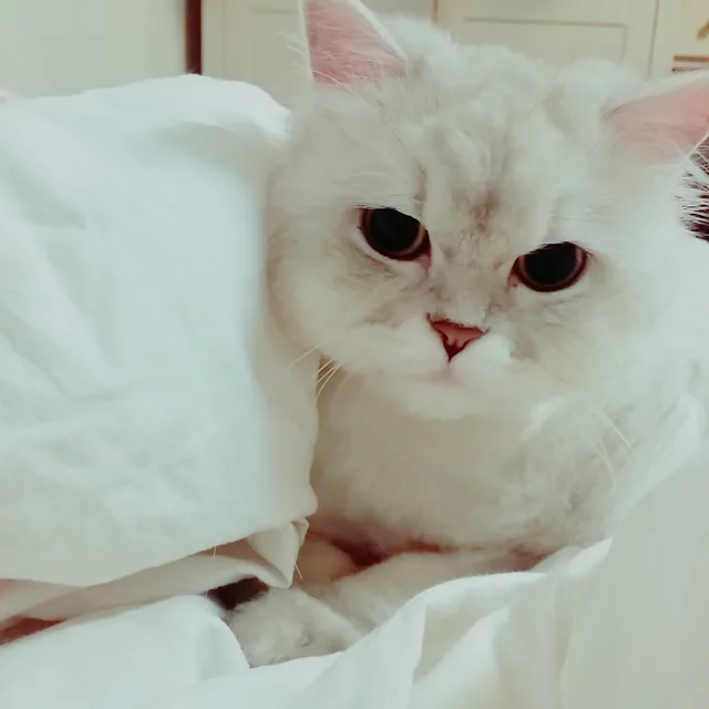 뉴에