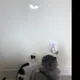 솜도링