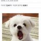 모기구이
