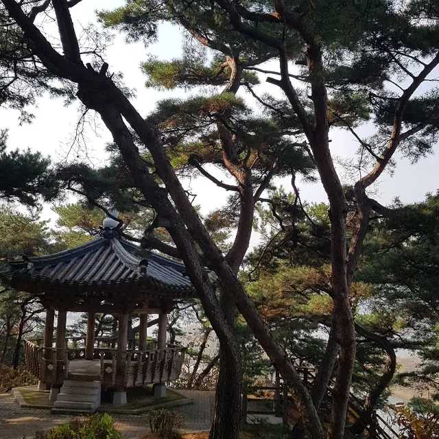 느티나무