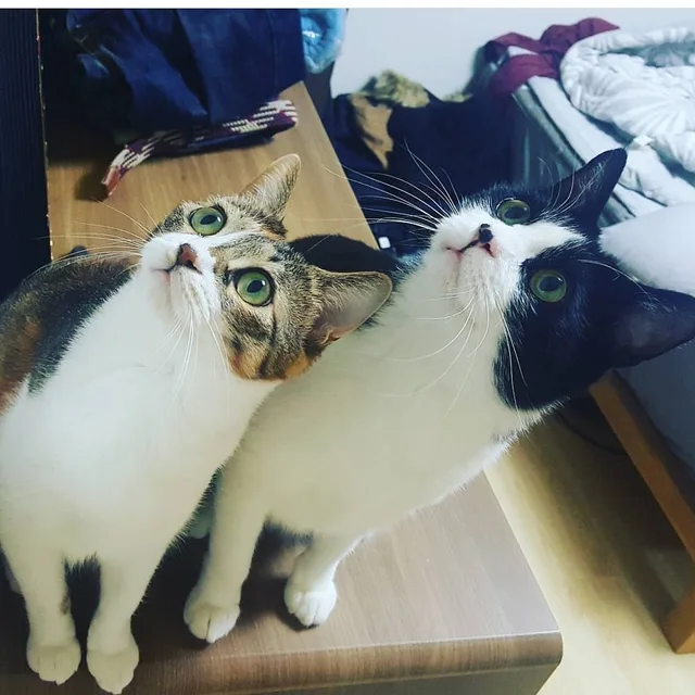 레오맘마
