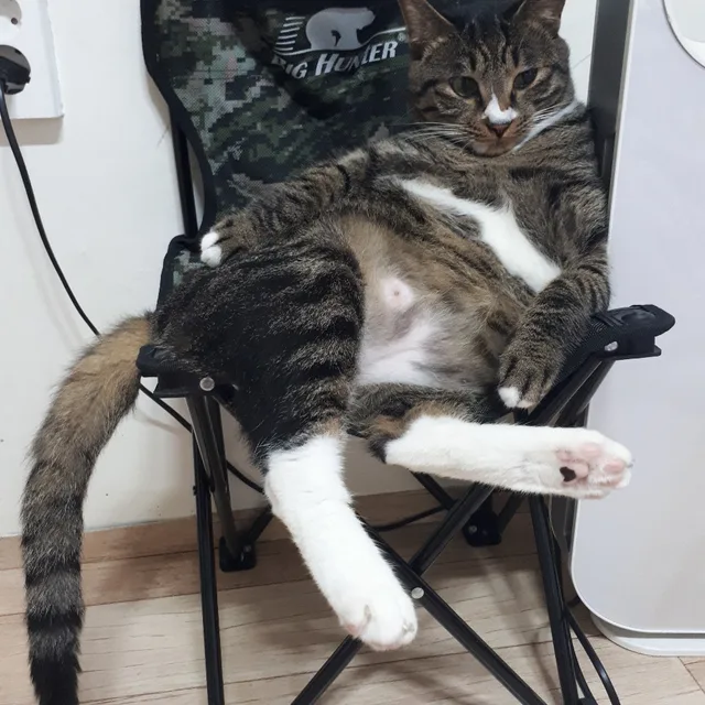 냄꼼이