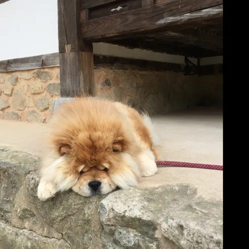 봉봉랜드