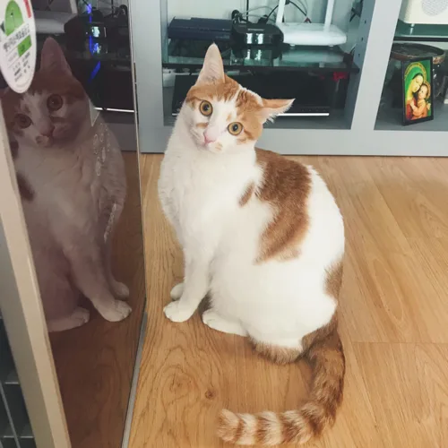 챠라